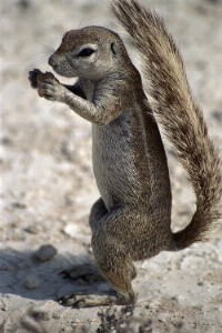 esquirol