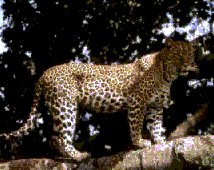 lleopard