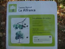 PL�TANOS DE SOMBRA