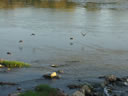 PATOS VOLANDO