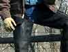 working chaps goves denim