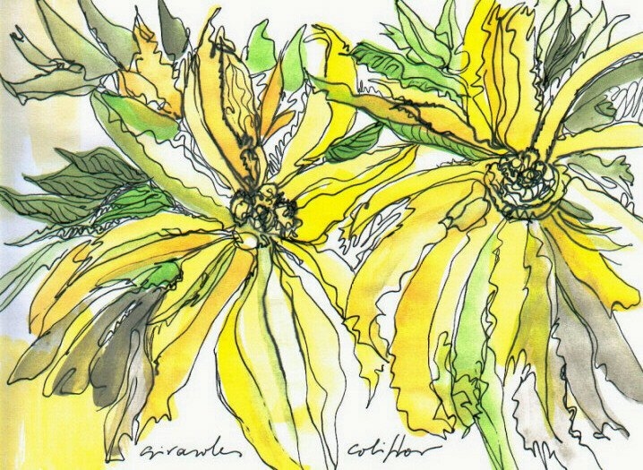Daniel Font Vera: Girasoles-coliflor