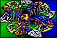 Raro Mana 2002