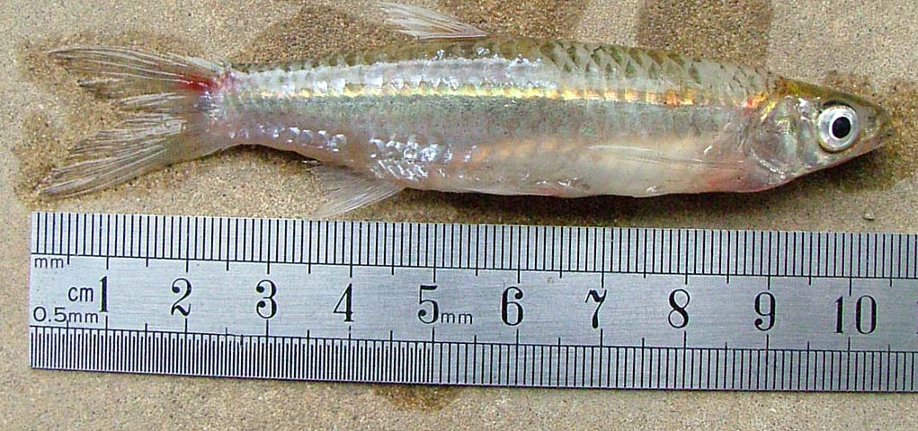 rasbora