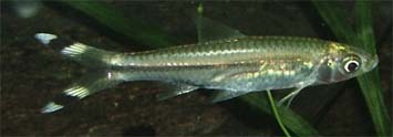 rasbora