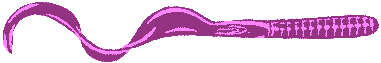 purple worm