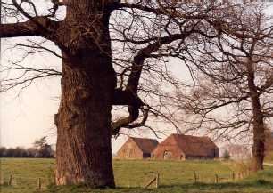 The haunted farm and the old oak tree near Brummen