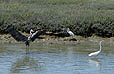 Heron and egrets, Bayfront Park, Menlo Park