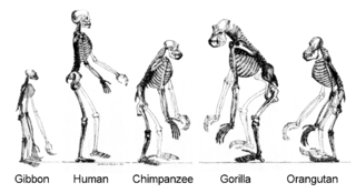 skeletons
