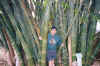 Bamboo jungles