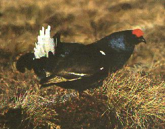 Black Grouse (Tetrao tetrix)