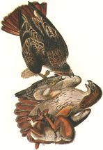 Red-tailed Hawk (Buteo jamaicensis)