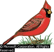 Microsoft Illustration