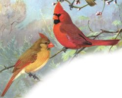 Northern Cardinal (Cardinalis cardinalis)