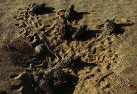 Hatchling Loggerhead Sea Turtles (Caretta caretta) leaving nest in Greece (61 KB)