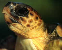 Loggerhead Turtle, Caretta caretta (57 KB)