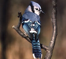 Blue Jay (Cyanocitta cristata)