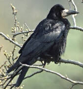 Rook (Corvus frugilegus)