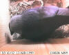 WebCam, Live Videos with Sound, Drawings, Text