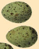 Eggs (17 KB)