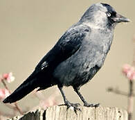 Eurasian Jackdaw (Corvus monedula)