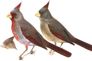 Pyrruloxia (Cardinalis sinuatus)