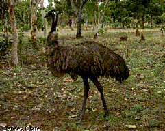 Emu (Dromaius novaehollandiae)