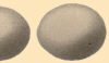 Eggs (52 KB)