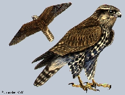 Lanner (Falco biarmicus)