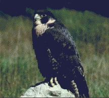 Wanderfalke (Falco peregrinus)