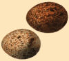 Eier (71 KB)