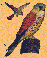 Turmfalke (Falco tinnunculus)