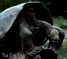 Giant (Galapagos) Tortoises (Geochelone elephantopis vandenburghi) Mating