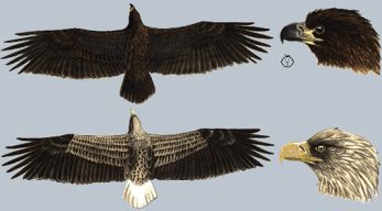 Seeadler (Haliaeetus albicilla)