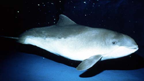 Schweinswal, Braunfisch od. Kleiner Tuemmler (Phocoena phocoena)