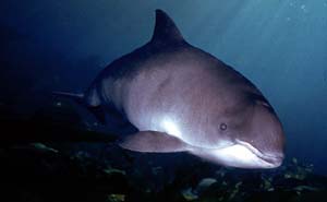 Kleiner Tuemmler (Phocoena phocoena)
