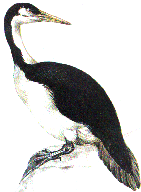 restoration of Hesperornis regalis