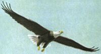 Bald Eagle von Louis Agassiz Fuertes