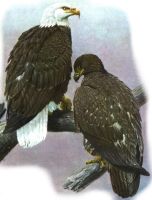 Bald Eagle von Louis Agassiz Fuertes