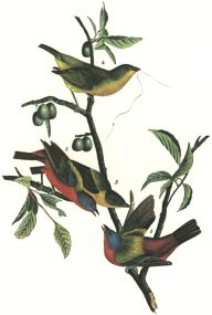 Painted Bunting (Passerina ciris)