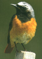 Gartenrotschwanz (Phoenicurus phoenicurus)