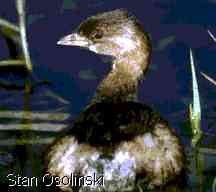 Pied-billed Grebe (Podilymbus podiceps)