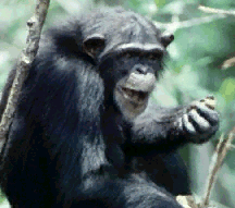 Common Chimpanzee (Pan troglodytes)