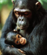 The Chimpanzees (Pan troglodytes) Fani & Fax (36 KB)