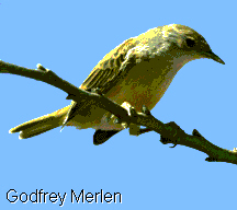 Yellow Warbler (Dendroica petechia), a New World warbler