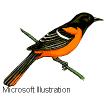Baltimore Oriole (Icterus galbula)