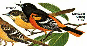 Baltimore Oriole (Icterus galbula)