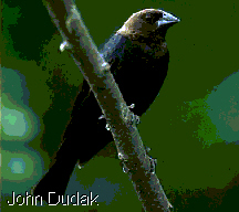 Eastern or Brown-headed Cowbird (Molotrus ater)