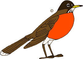 American Robin (Turdus migratorius) Copyright 2001-02 Robbin D. Knapp