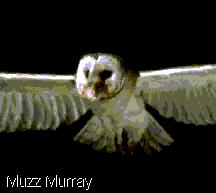 Barn Owl (Tyto alba)